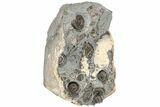 Ammonite (Promicroceras) Cluster - Marston Magna, England #216637-2